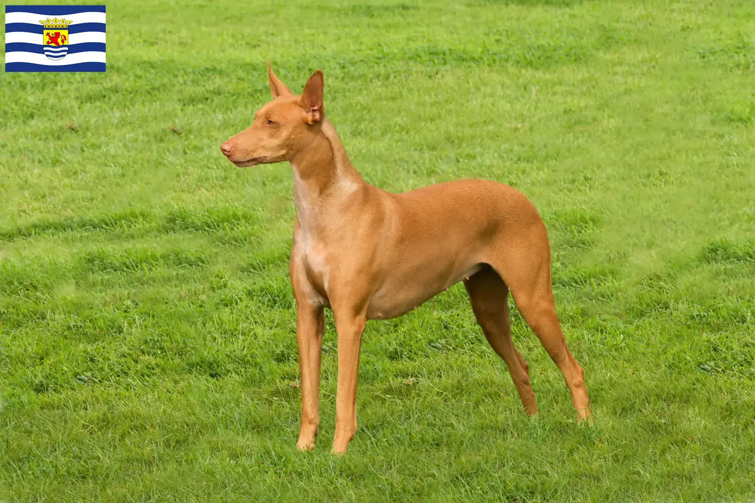 Read more about the article Pharaoh dog breeders and puppies in Zeeland