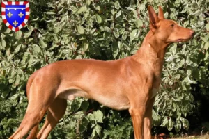 Read more about the article Pharaoh Hound breeders and puppies in Centre-Val de Loire
