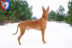 Read more about the article Pharaoh Hound breeders and puppies in Pays de la Loire