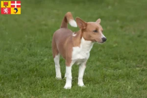 Read more about the article Podenco breeders and puppies in Auvergne-Rhône-Alpes