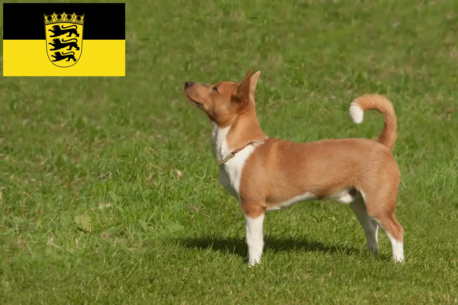 Podenco puppies and breeders Baden-Württemberg Here you can find Podencos breeders in Baden-Württemberg.