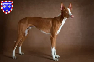 Read more about the article Podenco breeders and puppies in Centre-Val de Loire