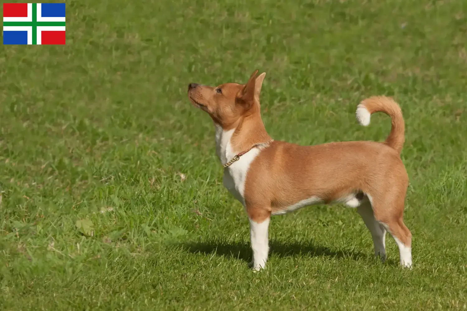 Read more about the article Podenco breeders and puppies in Groningen