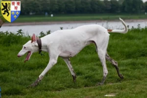 Read more about the article Podenco breeders and puppies in Hauts-de-France