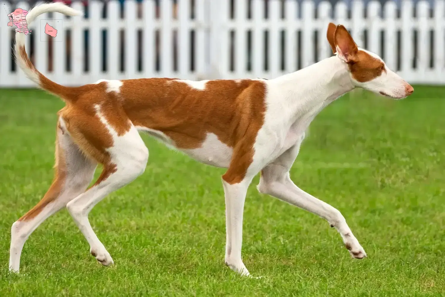 Podenco puppies and breeder Hovedstaden Find Podencos breeders in Hovedstaden here.