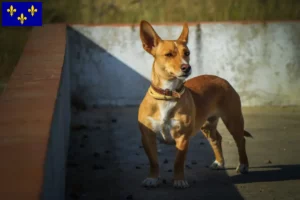 Read more about the article Podenco breeders and puppies in Île-de-France