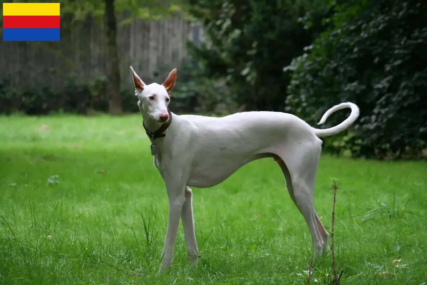 Read more about the article Podenco breeders and puppies in North Holland