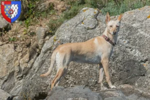 Read more about the article Podenco breeders and puppies in Pays de la Loire