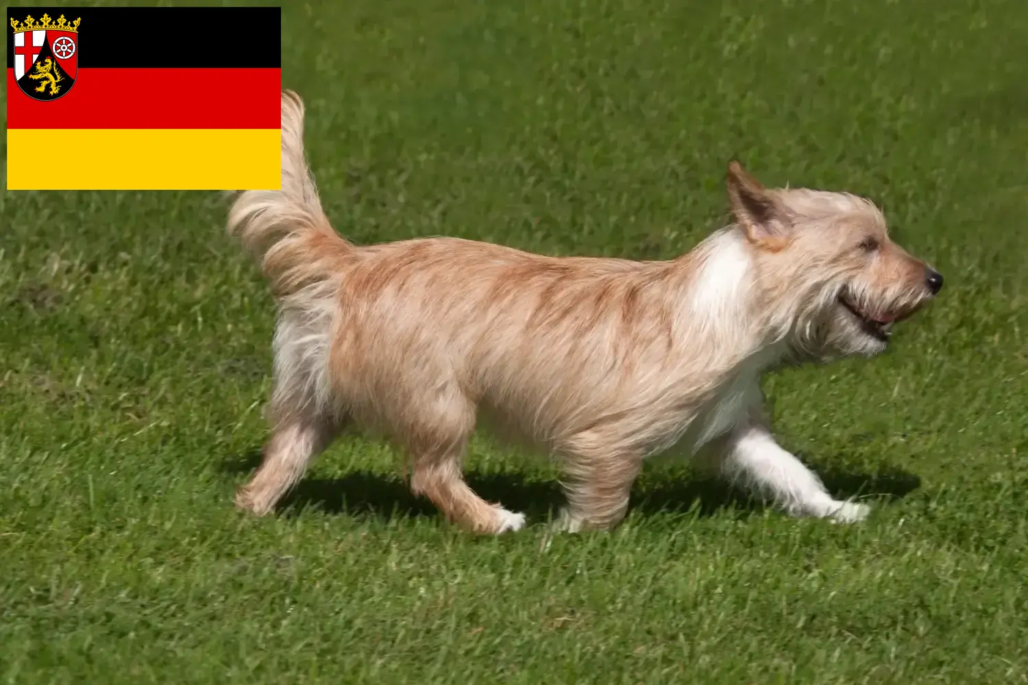 Read more about the article Podenco breeders and puppies in Rhineland-Palatinate