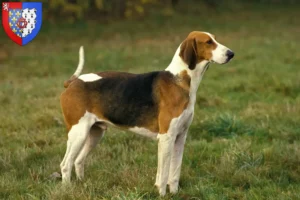 Read more about the article Poitevin breeders and puppies in Pays de la Loire