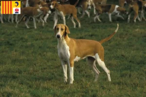 Read more about the article Poitevin breeders and puppies in Provence-Alpes-Côte d’Azur