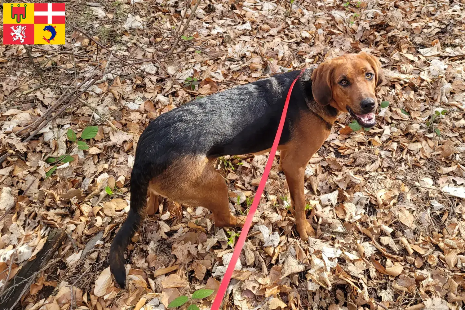 Read more about the article Polish Bracke breeders and puppies in Auvergne-Rhône-Alpes