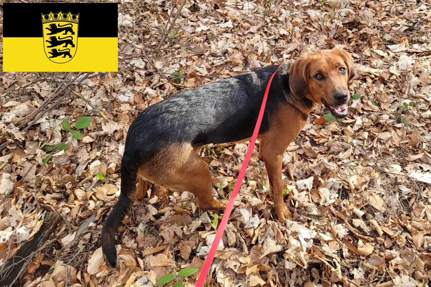 Polish Bracke puppies and breeders Baden-Württemberg Here you can find Polish Bracken breeders in Baden-Württemberg.