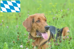 Read more about the article Polish Bracke breeders and puppies in Bavaria