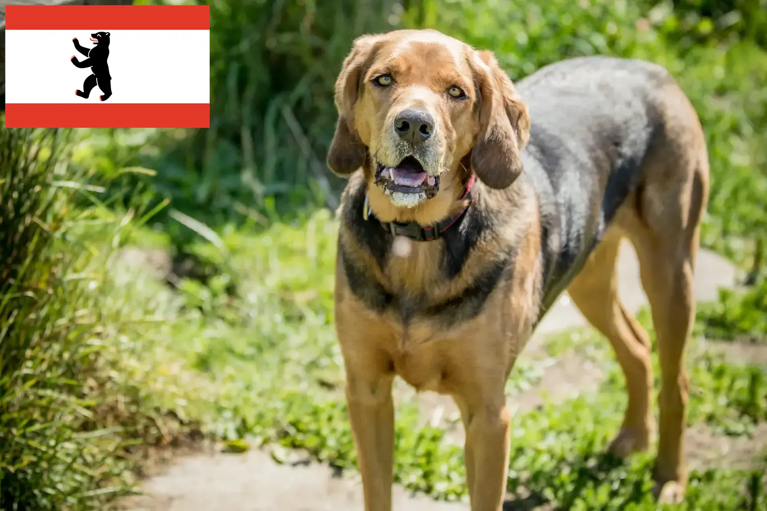Polish Bracke puppies and breeders Berlin Here you can find Polish Bracken breeders in Berlin.