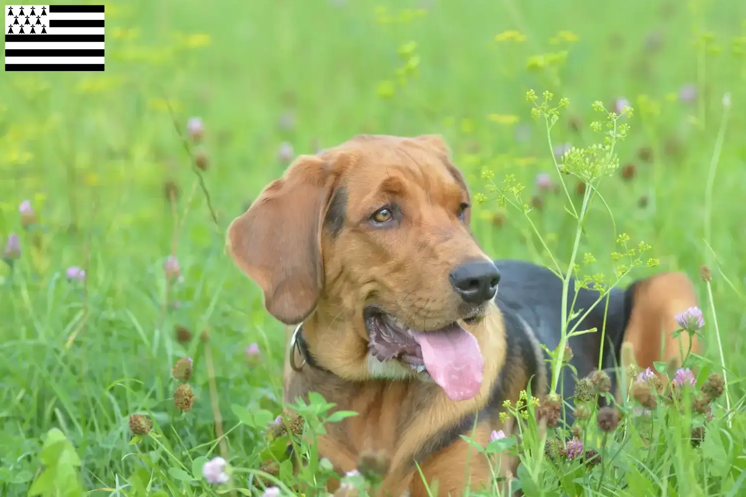 Read more about the article Polish Bracke breeders and puppies in Brittany