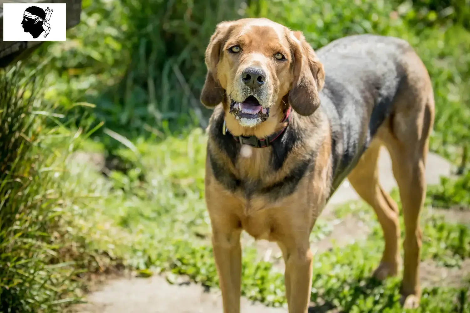 Read more about the article Polish Bracke breeders and puppies in Corsica