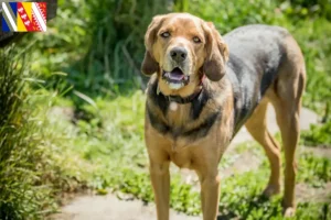 Read more about the article Polish Bracke breeders and puppies in Grand Est