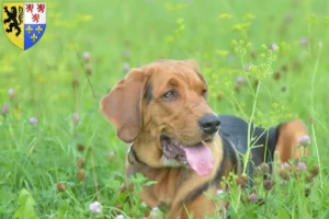 Read more about the article Polish Bracke breeders and puppies in Hauts-de-France