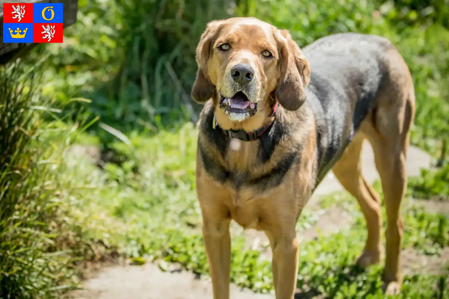 Read more about the article Polish Bracke breeders and puppies in Hradec Králové