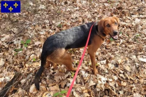 Read more about the article Polish Bracke breeders and puppies in Île-de-France