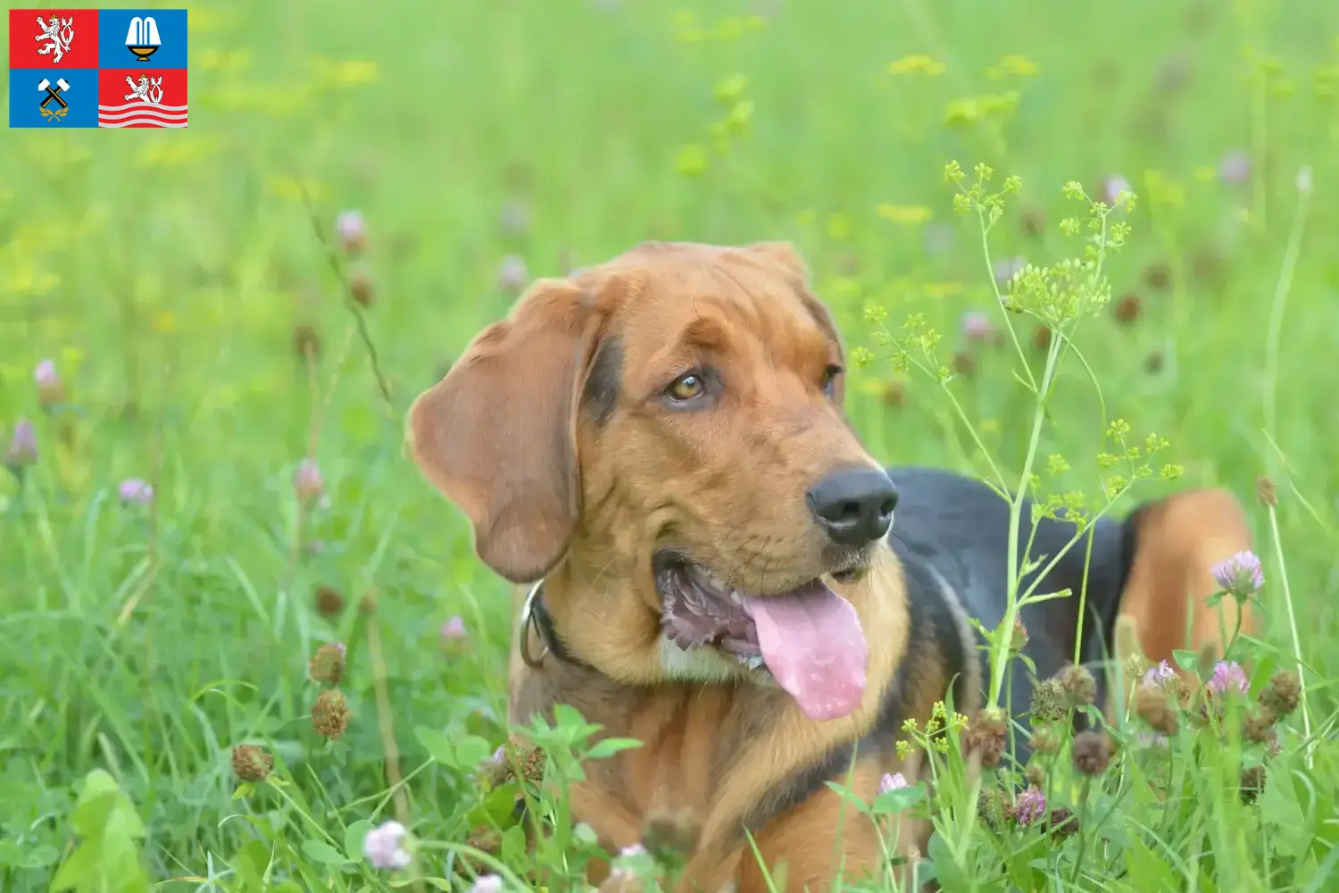 Read more about the article Polish Bracke breeders and puppies in Karlovy Vary