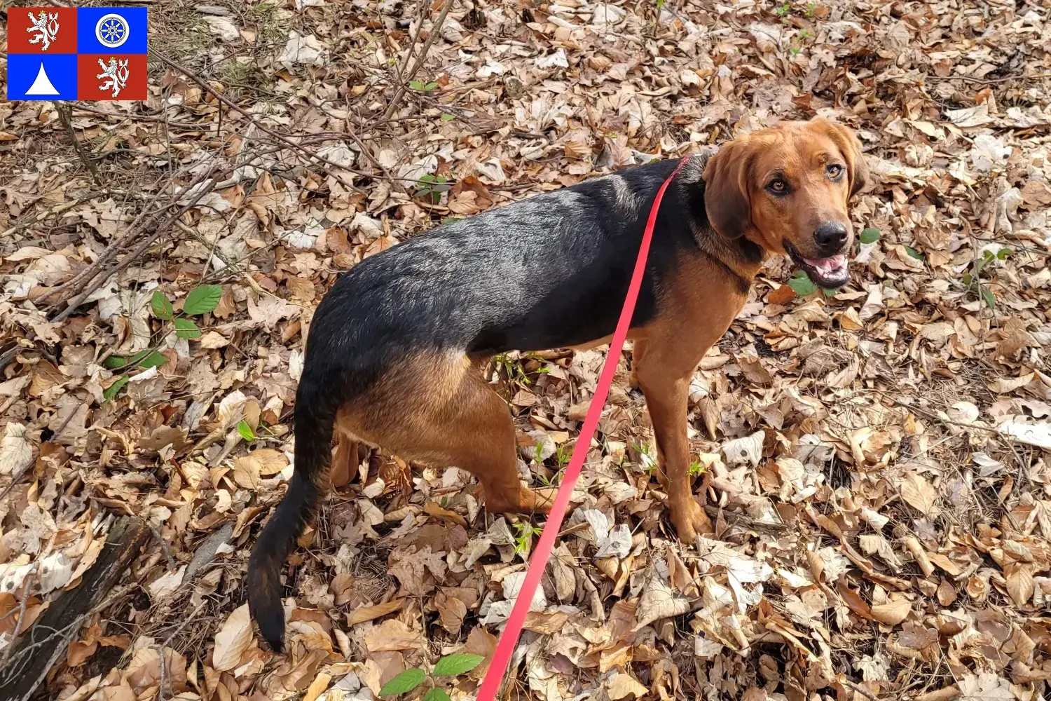 Polish Bracke puppies and breeders Liberec Here you can find Polish Bracken breeders in Liberec.
