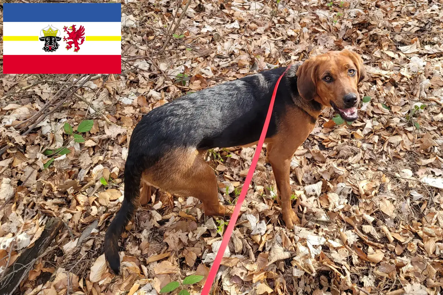 Read more about the article Polish Bracke breeders and puppies in Mecklenburg-Vorpommern