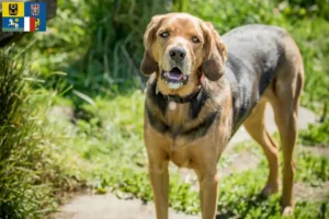 Read more about the article Polish Bracke breeders and puppies in Moravia-Silesia