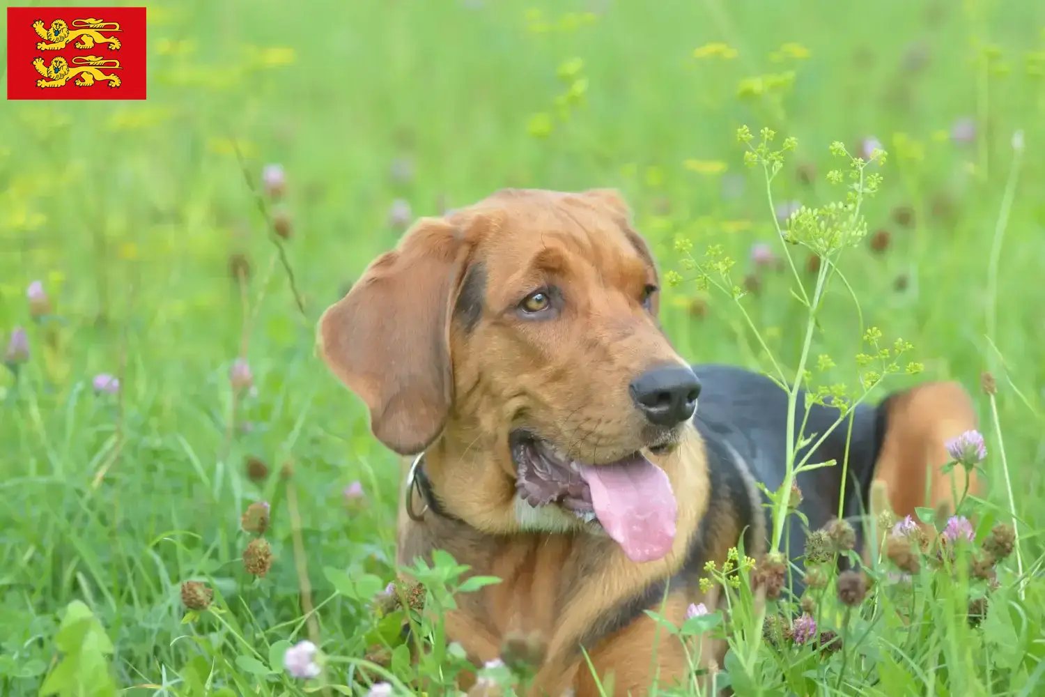 Polish Bracke puppies and breeder Normandy Here you can find Polish Bracken breeders in Normandy.