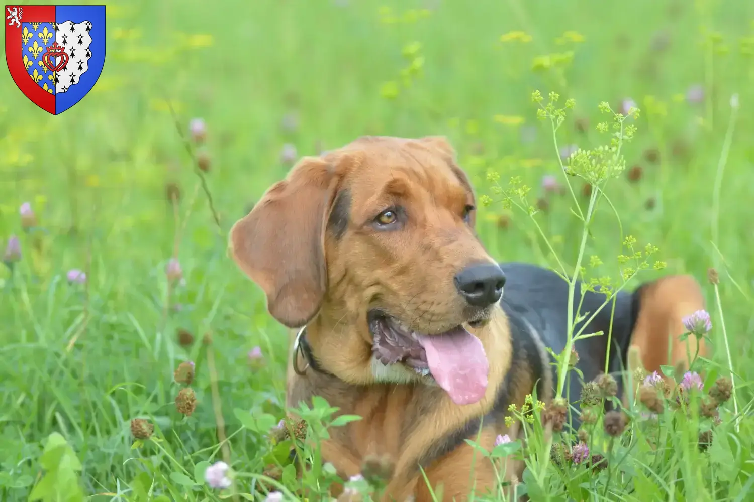 Polish Bracke puppies and breeders Pays de la Loire Find Polish Bracken breeders in Pays de la Loire.