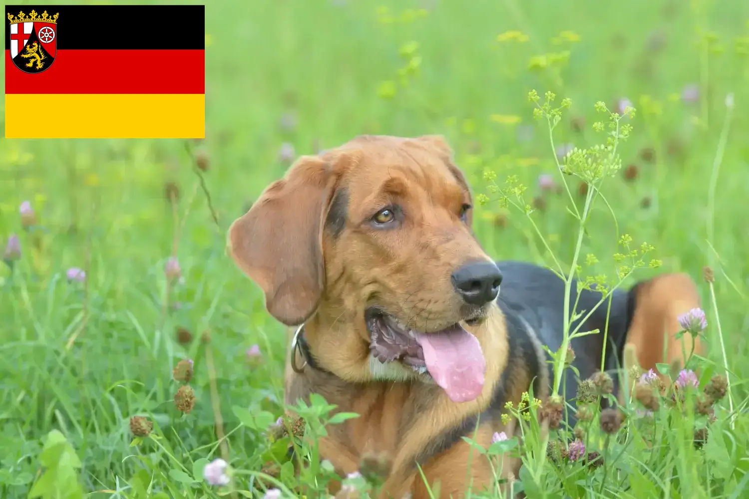 Read more about the article Polish Bracke breeders and puppies in Rhineland-Palatinate