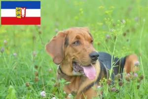 Read more about the article Polish Bracke breeders and puppies in Schleswig-Holstein