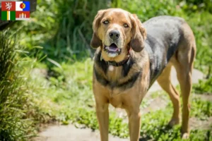 Read more about the article Polish Bracke breeders and puppies in South Bohemia