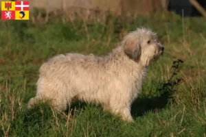Read more about the article PON breeders and puppies in Auvergne-Rhône-Alpes