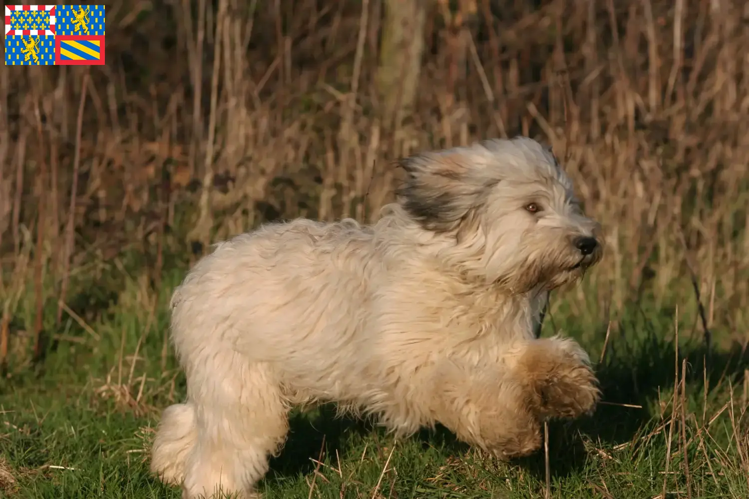 Read more about the article PON breeders and puppies in Bourgogne-Franche-Comté