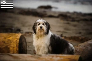 Read more about the article PON breeders and puppies in Brittany