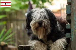 Read more about the article PON breeders and puppies in Drenthe