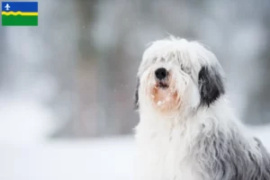 Read more about the article PON breeders and puppies in Flevoland