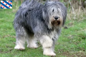 Read more about the article PON breeders and puppies in Friesland