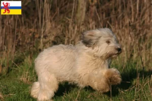 Read more about the article PON breeders and puppies in Limburg