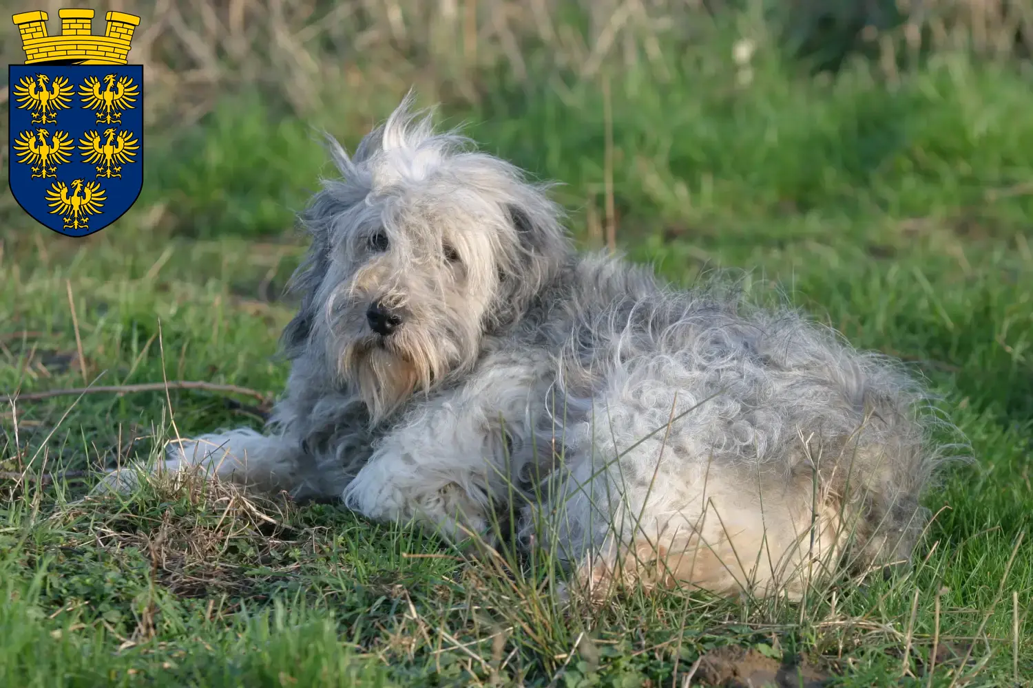 PON puppies and breeders Lower Austria Here you can find PONs breeders in Lower Austria.