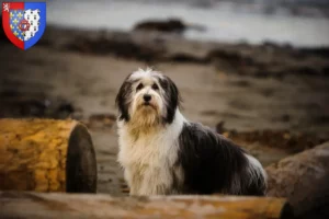 Read more about the article PON breeders and puppies in Pays de la Loire