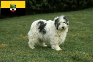 Read more about the article PON breeders and puppies in Saxony-Anhalt