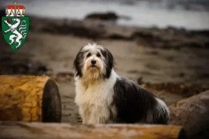 Read more about the article PON breeders and puppies in Styria
