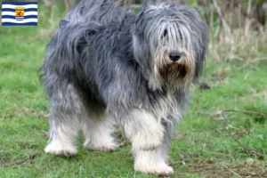 Read more about the article PON breeders and puppies in Zeeland