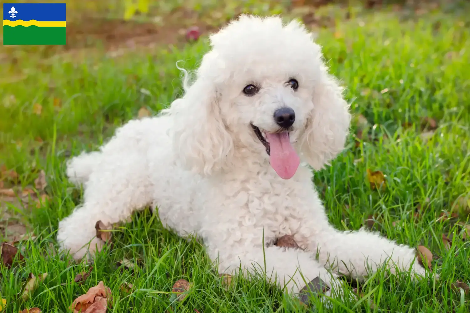 Poodle puppies and breeder Flevoland Find Poodle breeders in Flevoland.