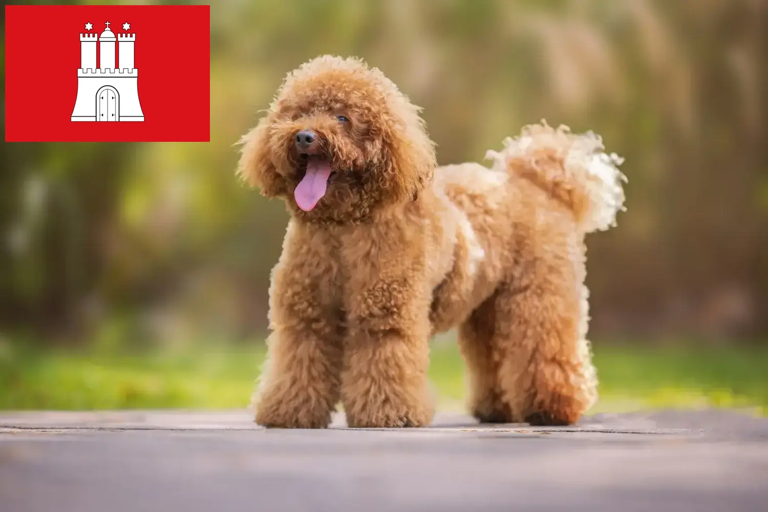 Poodle puppies and breeders Hamburg Here you can find Poodle breeders in Hamburg.