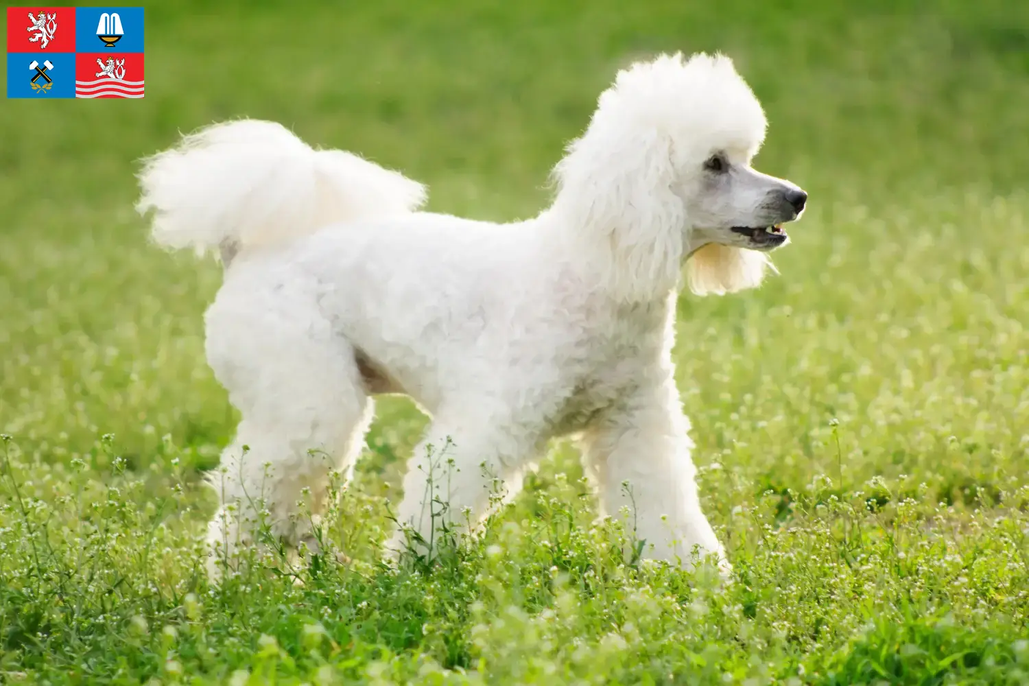 Read more about the article Poodle breeders and puppies in Karlsbad