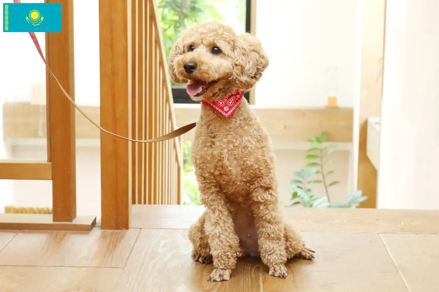 Poodle puppies and breeders Kazakhstan Find Poodle breeders in Kazakhstan.